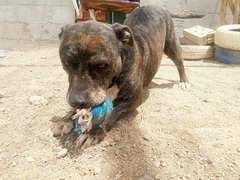 BUDDY Imagen 6